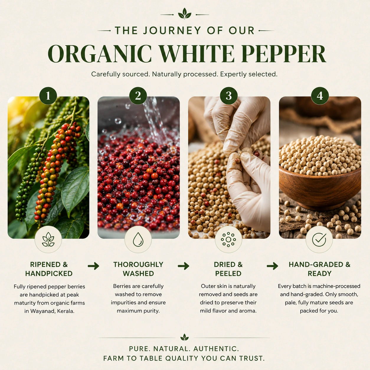Infographic detailing the journey of organic white pepper from sourcing to processing.