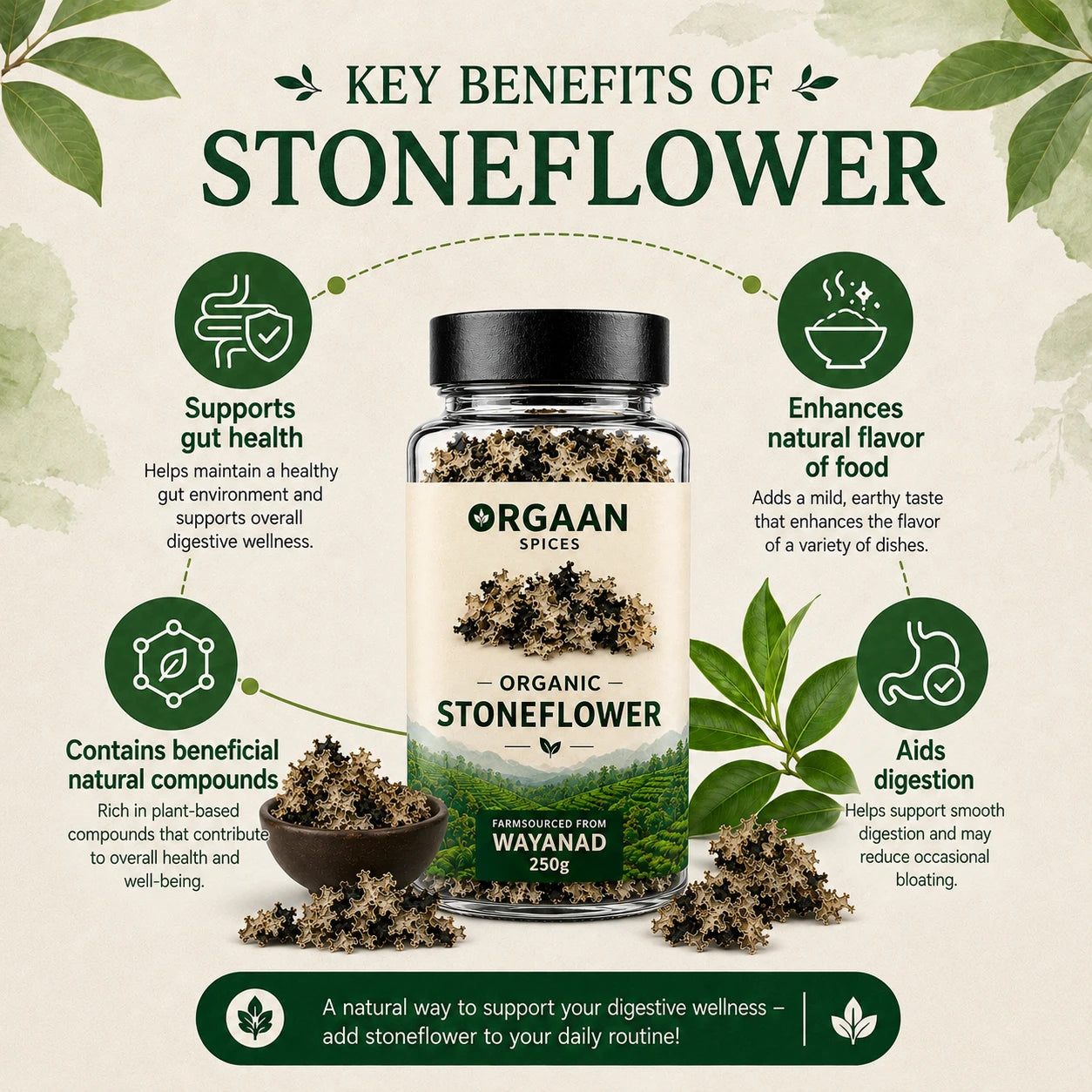 Infographic on the key benefits of stoneflower with a jar of Orgaan Spices stoneflower.