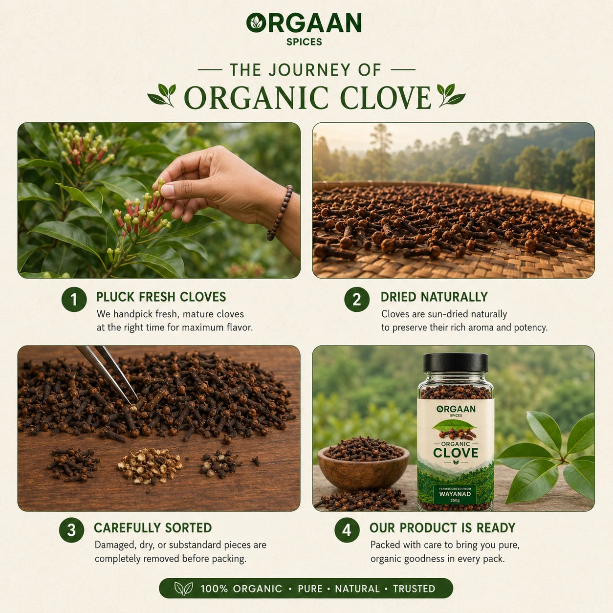 Orgaan spices journey of organic clove with stages of plucking, drying, sorting, and packaging.