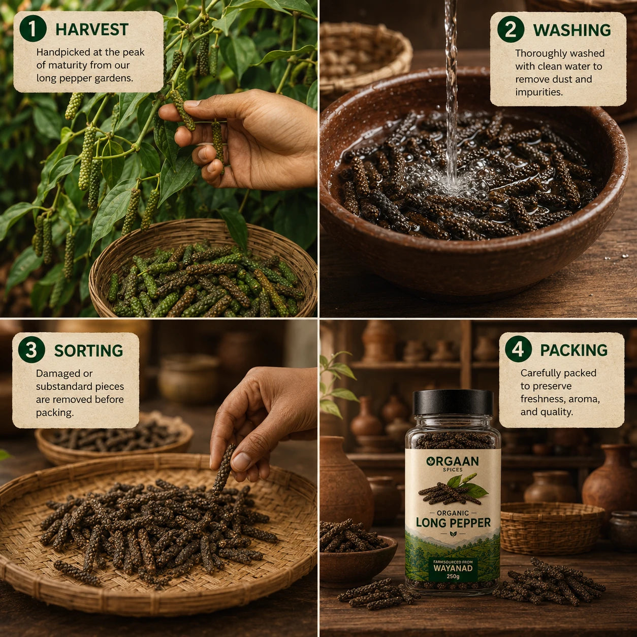 Process of how orgaanspices Organic longpepper harvest