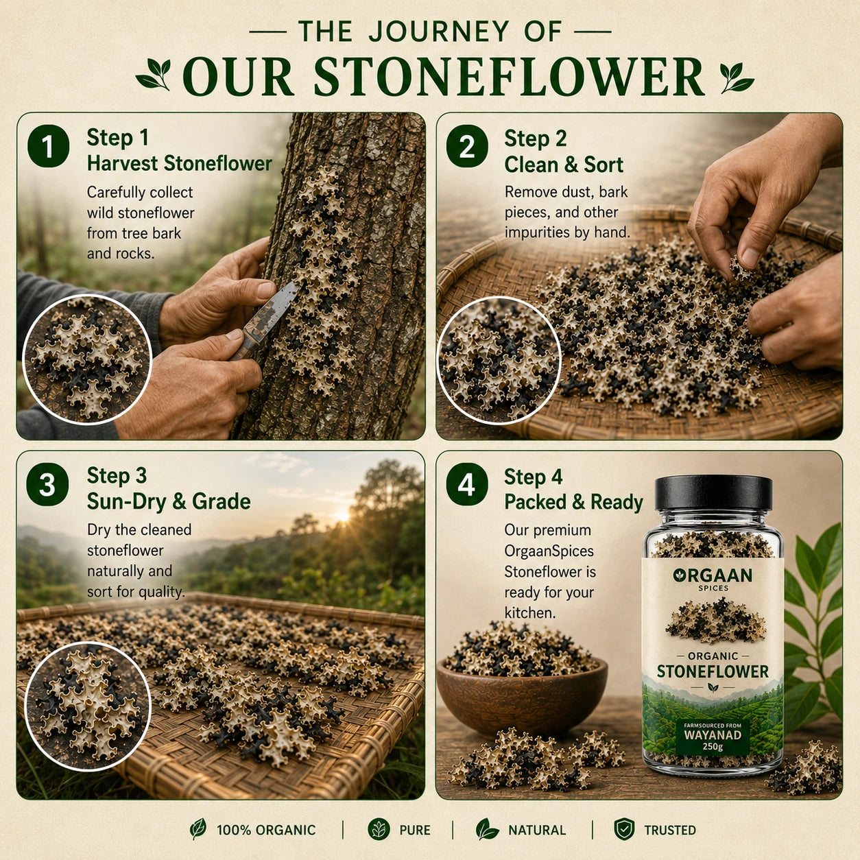 Infographic detailing the journey of a stoneflower from harvest to packaging.