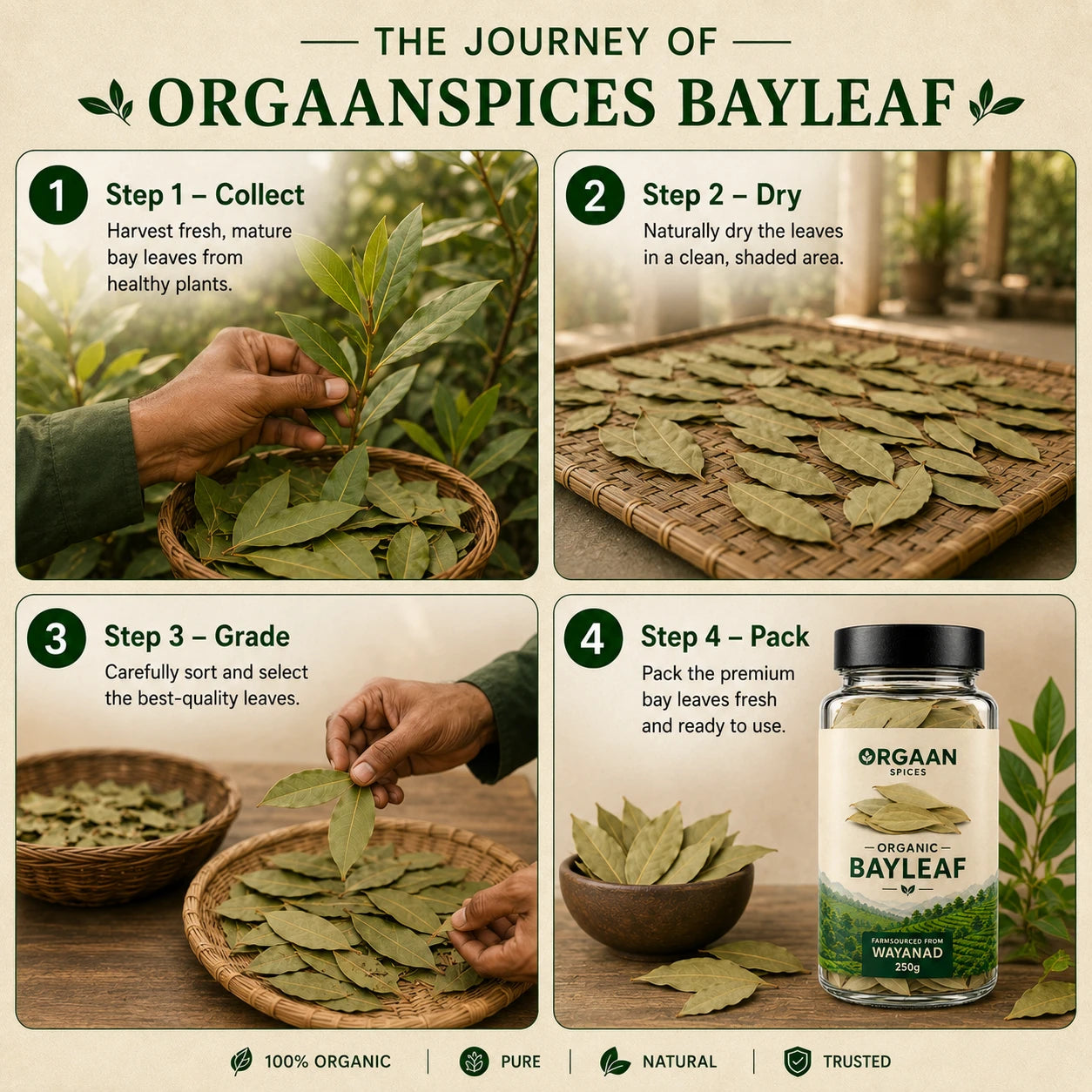 Infographic detailing the journey of Orgaan spices bayleaf from collection to packaging.