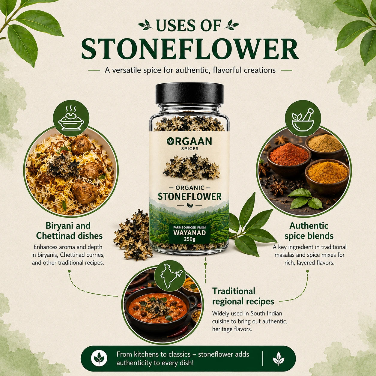 Infographic on the uses of stoneflower spice with a jar of ORGAAN Spices stoneflower spice.
